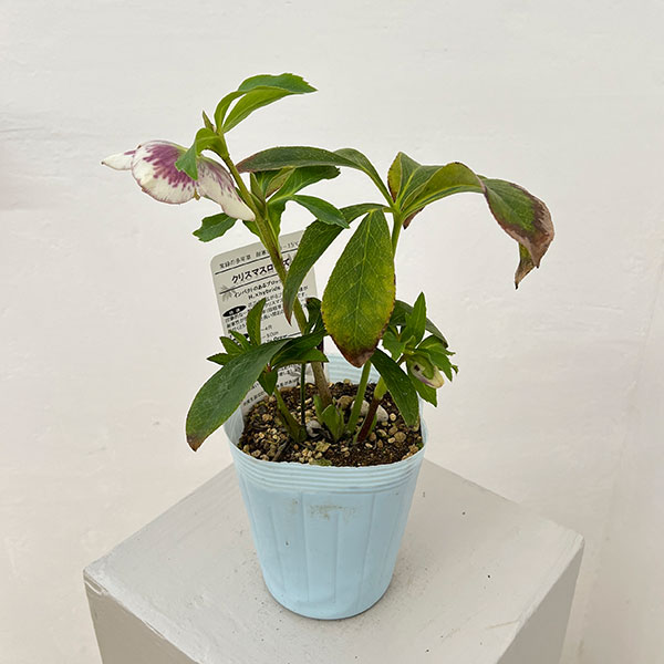 松村ナーセリーさんのクリスマスローズ：26-21セミダブル　ホワイトブロッチ／4号ロングポット【現品販売】（咲き進み～開花終了株）