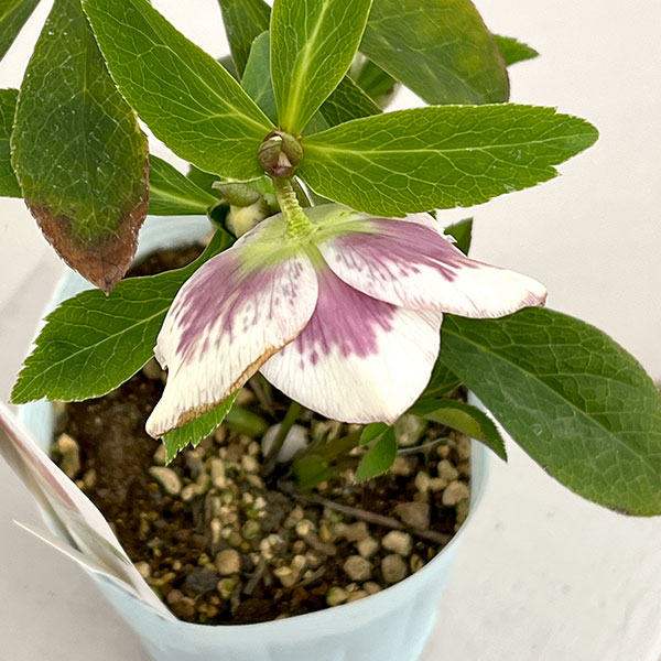 松村ナーセリーさんのクリスマスローズ：26-21セミダブル　ホワイトブロッチ／4号ロングポット【現品販売】（咲き進み～開花終了株）