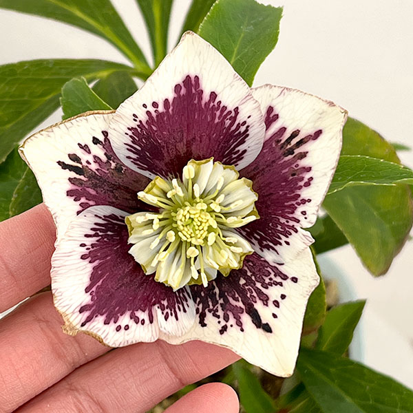 松村ナーセリーさんのクリスマスローズ：26-21セミダブル　ホワイトブロッチ／4号ロングポット【現品販売】（咲き進み～開花終了株）