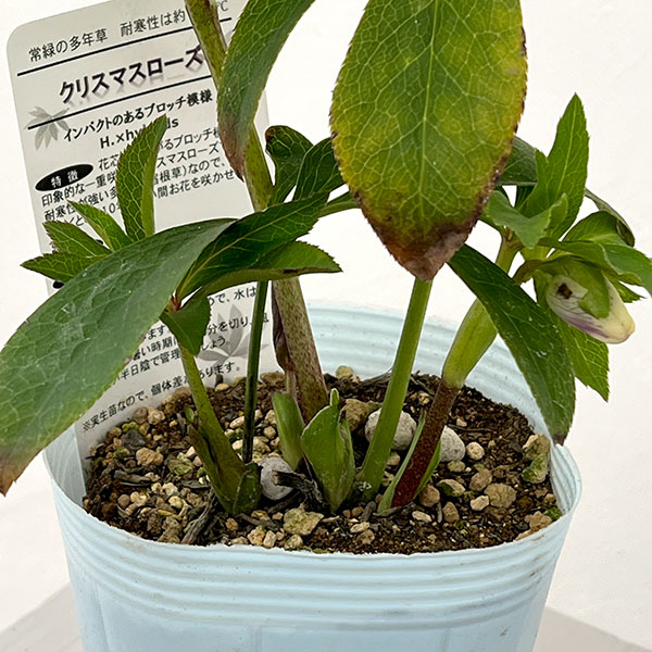 松村ナーセリーさんのクリスマスローズ：26-21セミダブル　ホワイトブロッチ／4号ロングポット【現品販売】（咲き進み～開花終了株）