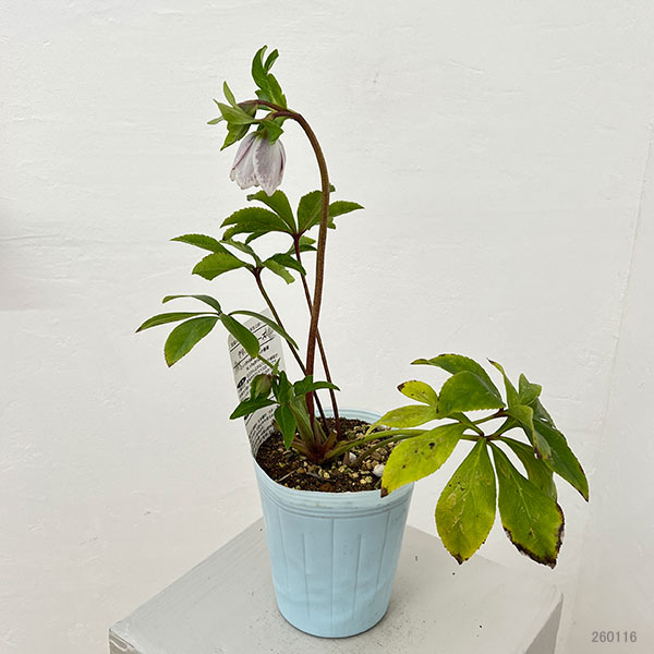 松村ナーセリーさんのクリスマスローズ：26-22シングル　ホワイトブロッチ／4号ロングポット【現品販売】