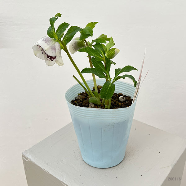 松村ナーセリーさんのクリスマスローズ：26-23シングル　ホワイトブロッチ／4号ロングポット【現品販売】