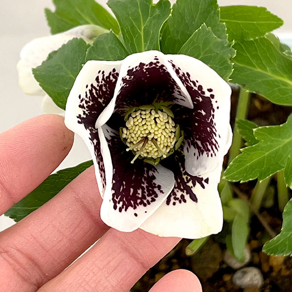 園芸ネット本店｜松村ナーセリーさんのクリスマスローズ：26-23