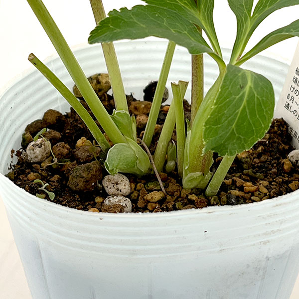 園芸ネット本店｜松村ナーセリーさんのクリスマスローズ：26-23