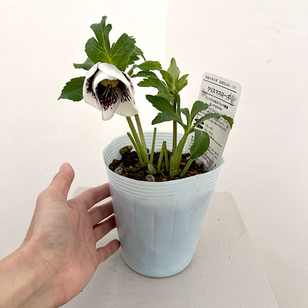 園芸ネット本店｜松村ナーセリーさんのクリスマスローズ：26-23