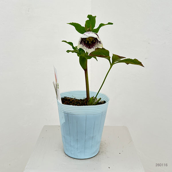 松村ナーセリーさんのクリスマスローズ：26-24シングル　ホワイトブロッチ／4号ロングポット【現品販売】