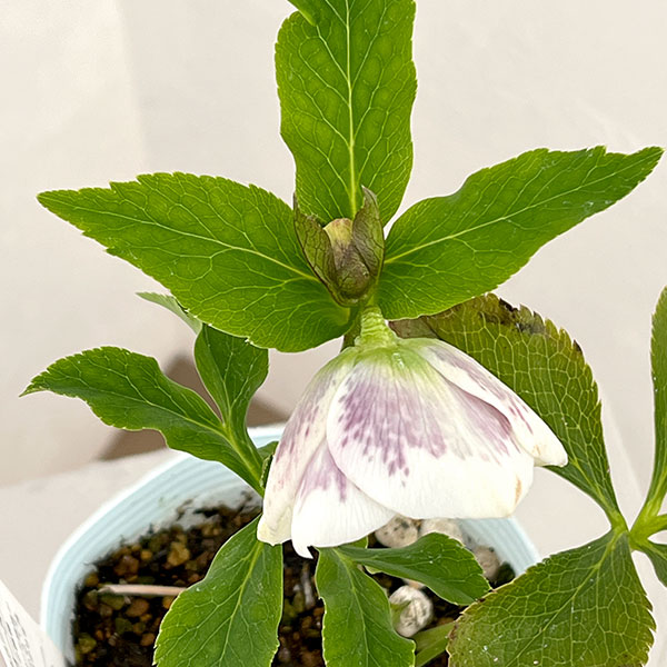 松村ナーセリーさんのクリスマスローズ：26-24シングル　ホワイトブロッチ／4号ロングポット【現品販売】（咲き進み～開花終了株）