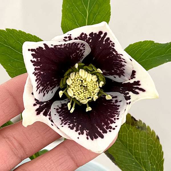 松村ナーセリーさんのクリスマスローズ：26-24シングル　ホワイトブロッチ／4号ロングポット【現品販売】（咲き進み～開花終了株）