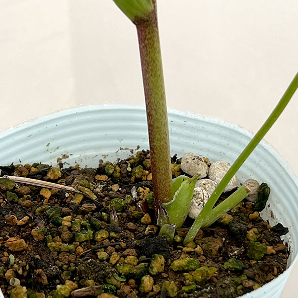 松村ナーセリーさんのクリスマスローズ：26-24シングル　ホワイトブロッチ／4号ロングポット【現品販売】（咲き進み～開花終了株）