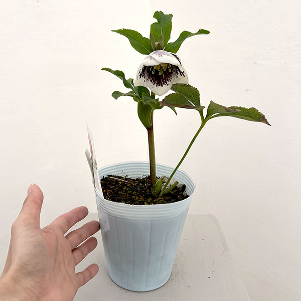 松村ナーセリーさんのクリスマスローズ：26-24シングル　ホワイトブロッチ／4号ロングポット【現品販売】（咲き進み～開花終了株）