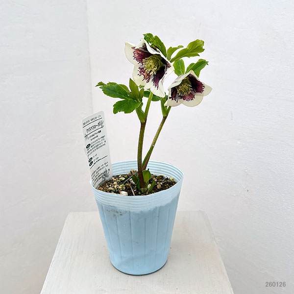 松村ナーセリーさんのクリスマスローズ:26-25シングル ホワイトブロッチ/4号ロングポット【現品販売】