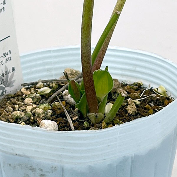 松村ナーセリーさんのクリスマスローズ:26-25シングル ホワイトブロッチ/4号ロングポット【現品販売】