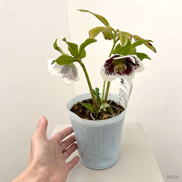 松村ナーセリーさんのクリスマスローズ：26-26シングル　ホワイトブロッチ／4号ロングポット【現品販売】