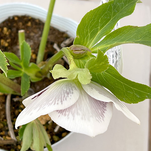 松村ナーセリーさんのクリスマスローズ：26-26シングル　ホワイトブロッチ／4号ロングポット【現品販売】