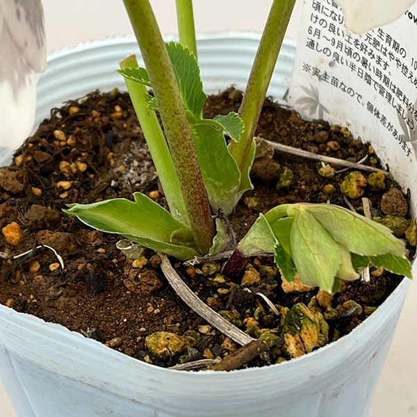 松村ナーセリーさんのクリスマスローズ：26-26シングル　ホワイトブロッチ／4号ロングポット【現品販売】