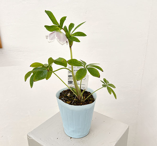 松村ナーセリーさんのクリスマスローズ:26-27シングル ホワイトブロッチ/4号ロングポット【現品販売】(咲き進み~開花終了株)