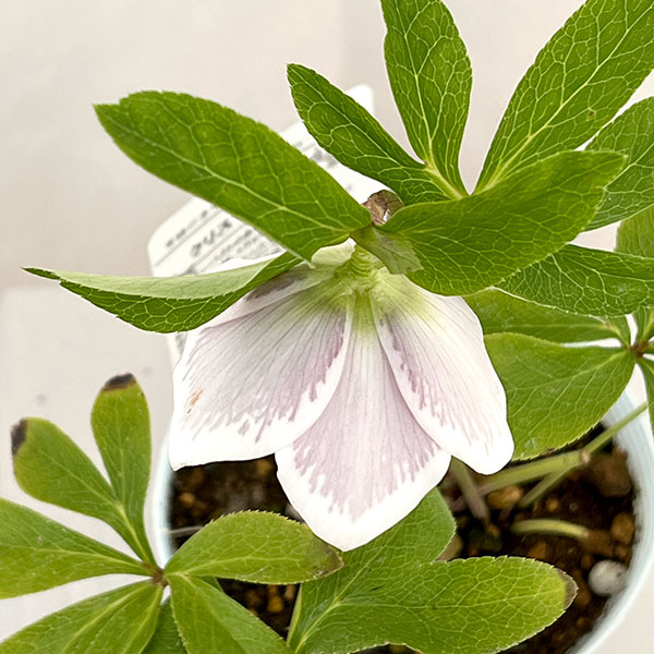 松村ナーセリーさんのクリスマスローズ:26-27シングル ホワイトブロッチ/4号ロングポット【現品販売】(咲き進み~開花終了株)