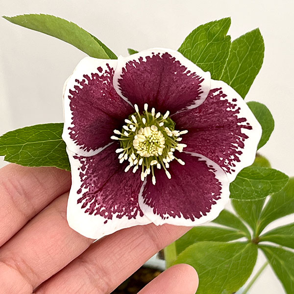 松村ナーセリーさんのクリスマスローズ:26-27シングル ホワイトブロッチ/4号ロングポット【現品販売】(咲き進み~開花終了株)