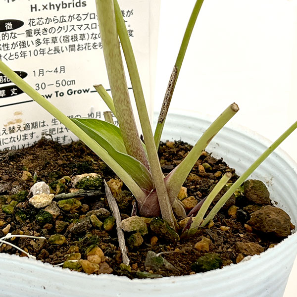 松村ナーセリーさんのクリスマスローズ:26-27シングル ホワイトブロッチ/4号ロングポット【現品販売】(咲き進み~開花終了株)
