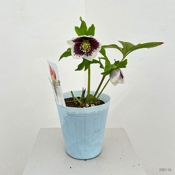 松村ナーセリーさんのクリスマスローズ：26-28シングル　ホワイトブロッチ／4号ロングポット【現品販売】