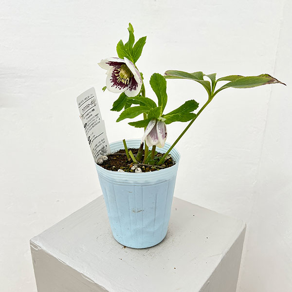 松村ナーセリーさんのクリスマスローズ：26-28シングル　ホワイトブロッチ／4号ロングポット【現品販売】（咲き進み～開花終了株）