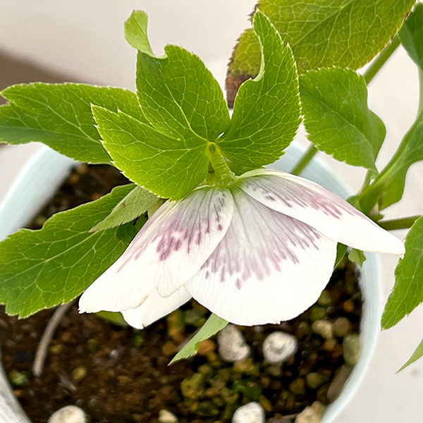 松村ナーセリーさんのクリスマスローズ：26-28シングル　ホワイトブロッチ／4号ロングポット【現品販売】（咲き進み～開花終了株）