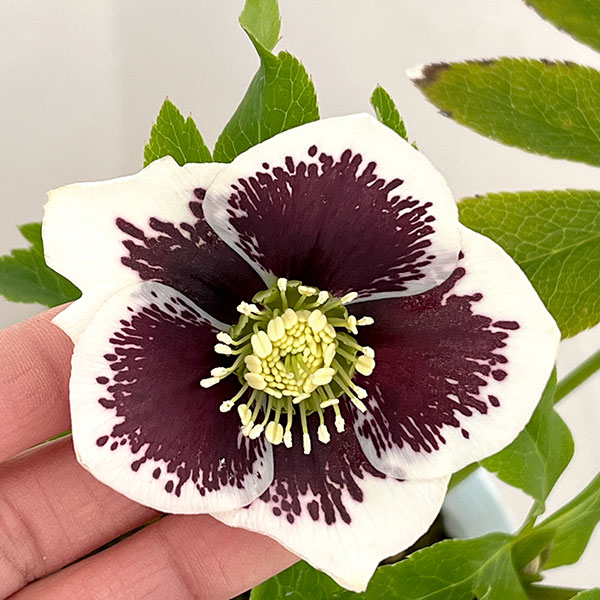 松村ナーセリーさんのクリスマスローズ：26-28シングル　ホワイトブロッチ／4号ロングポット【現品販売】（咲き進み～開花終了株）