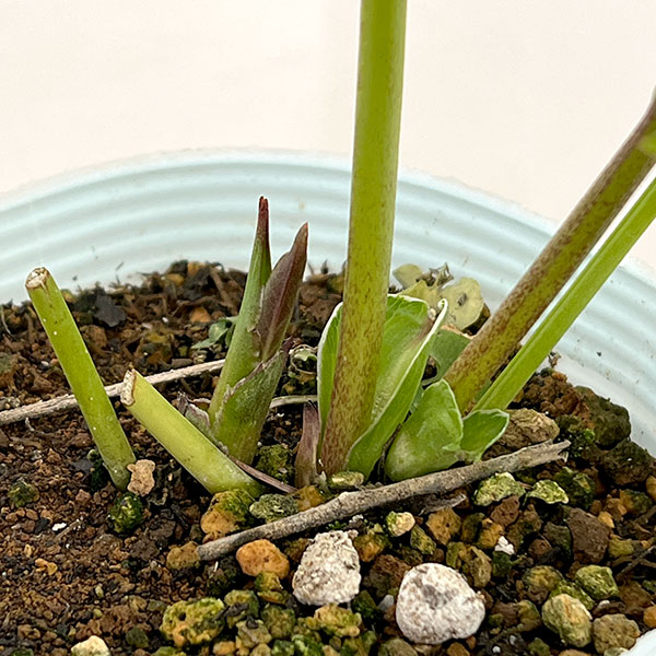 松村ナーセリーさんのクリスマスローズ：26-28シングル　ホワイトブロッチ／4号ロングポット【現品販売】（咲き進み～開花終了株）