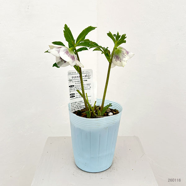 松村ナーセリーさんのクリスマスローズ：26-29シングル　ホワイトブロッチ／4号ロングポット【現品販売】