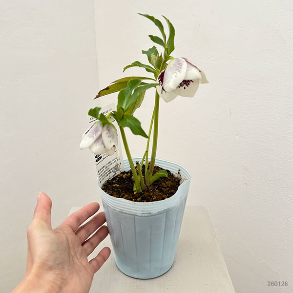 松村ナーセリーさんのクリスマスローズ：26-30シングル　ホワイトブロッチ／4号ロングポット【現品販売】