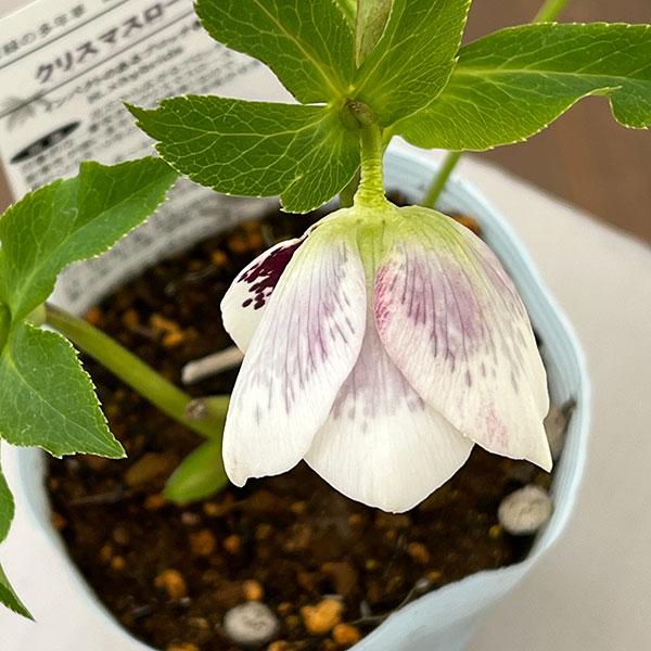 松村ナーセリーさんのクリスマスローズ：26-30シングル　ホワイトブロッチ／4号ロングポット【現品販売】