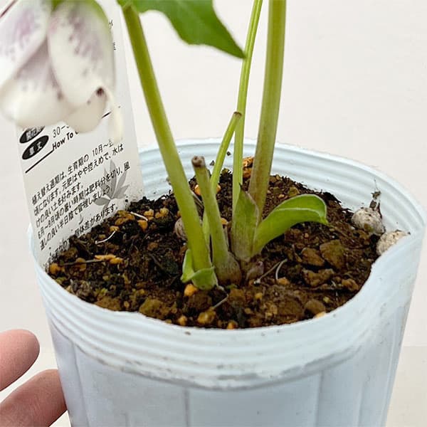 松村ナーセリーさんのクリスマスローズ：26-30シングル　ホワイトブロッチ／4号ロングポット【現品販売】