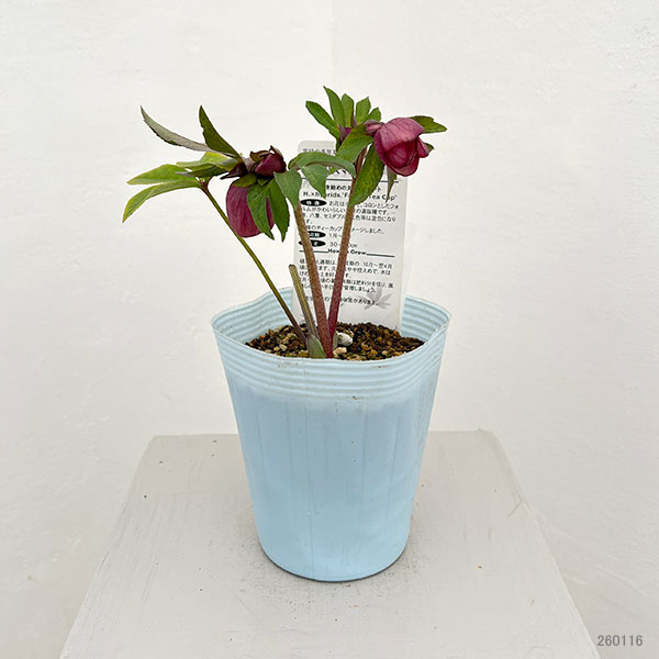 松村ナーセリーさんのクリスマスローズ:26-31フェアリーズティーカップ/4号ロングポット【現品販売】