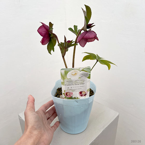 松村ナーセリーさんのクリスマスローズ:26-31フェアリーズティーカップ/4号ロングポット【現品販売】