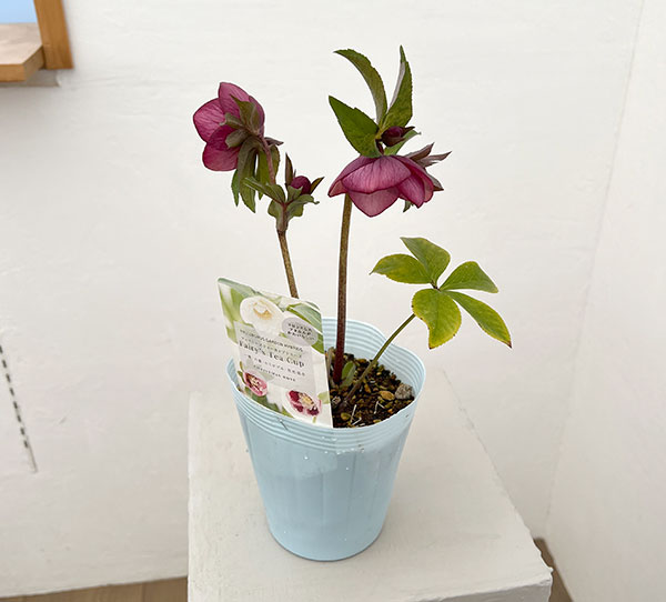 松村ナーセリーさんのクリスマスローズ:26-31フェアリーズティーカップ/4号ロングポット【現品販売】