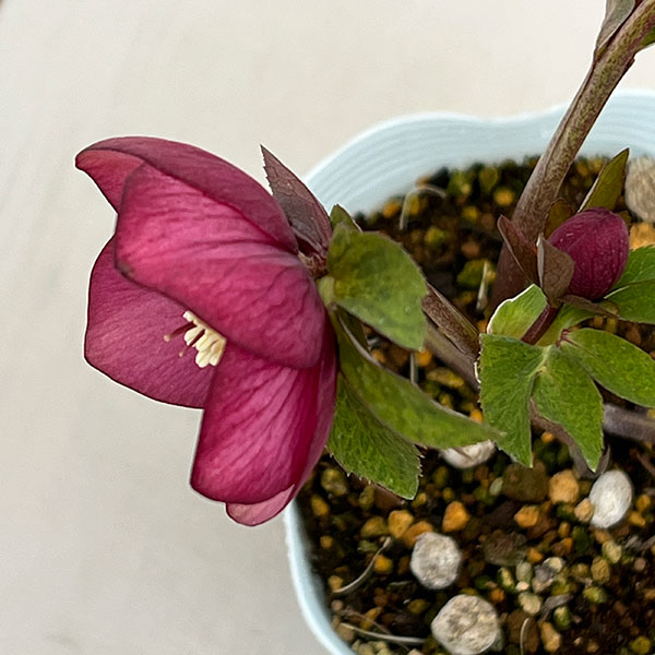 松村ナーセリーさんのクリスマスローズ:26-31フェアリーズティーカップ/4号ロングポット【現品販売】