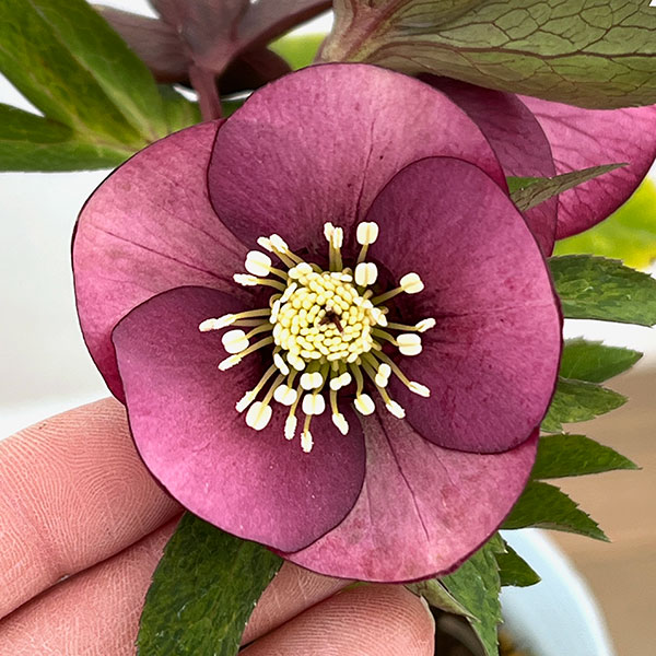 松村ナーセリーさんのクリスマスローズ:26-31フェアリーズティーカップ/4号ロングポット【現品販売】