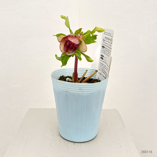 松村ナーセリーさんのクリスマスローズ：26-32ダブル　絞りゴールド系／4号ロングポット【現品販売】