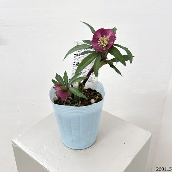 松村ナーセリーさんのクリスマスローズ：26-33シングル　ブロッサム／4号ロングポット【現品販売】