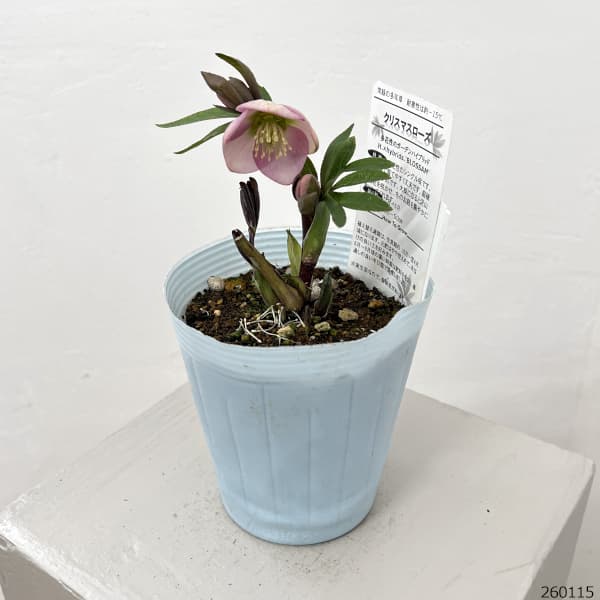 松村ナーセリーさんのクリスマスローズ：26-34シングル　ブロッサム／4号ロングポット【現品販売】