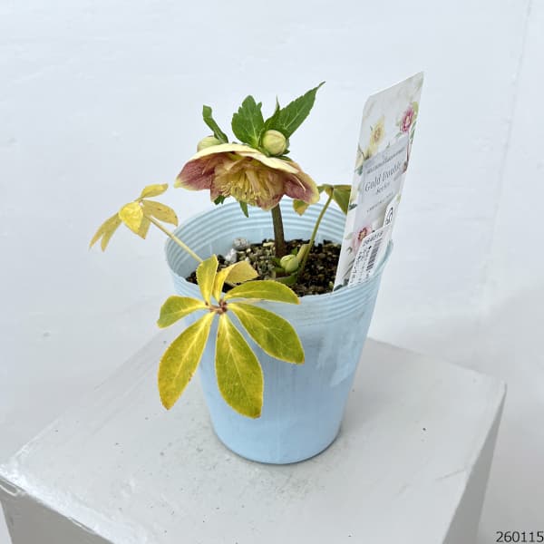 松村ナーセリーさんのクリスマスローズ：26-35ダブル　オーレア（ゴールド）系／4号ロングポット【現品販売】