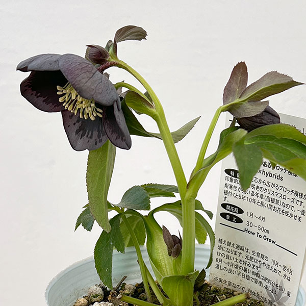 松村ナーセリーさんのクリスマスローズ：26-37シングル　グレイブロッチ／4号ロングポット【現品販売】