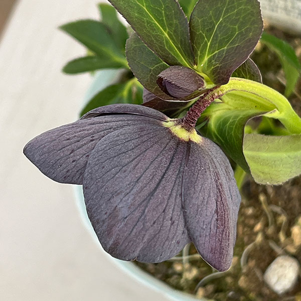 松村ナーセリーさんのクリスマスローズ：26-37シングル　グレイブロッチ／4号ロングポット【現品販売】