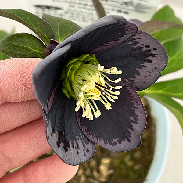 松村ナーセリーさんのクリスマスローズ：26-37シングル　グレイブロッチ／4号ロングポット【現品販売】