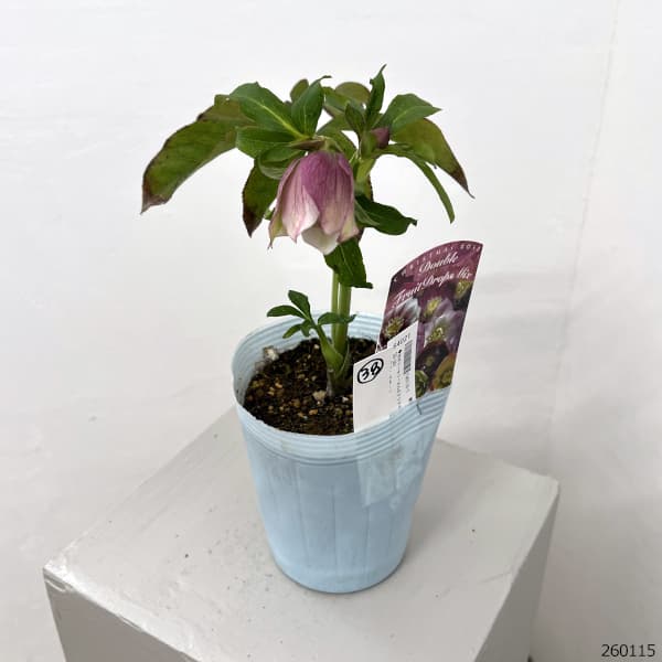 松村ナーセリーさんのクリスマスローズ：26-38ダブル　フルーツドロップス／4号ロングポット【現品販売】