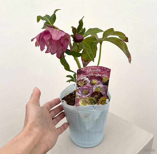 松村ナーセリーさんのクリスマスローズ：26-38ダブル　フルーツドロップス／4号ロングポット【現品販売】