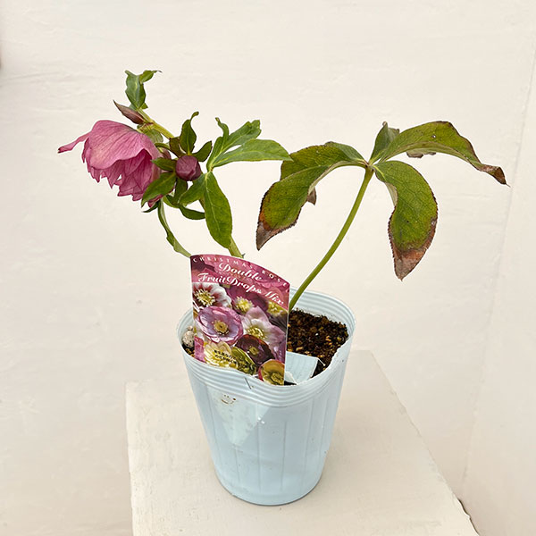 松村ナーセリーさんのクリスマスローズ：26-38ダブル　フルーツドロップス／4号ロングポット【現品販売】