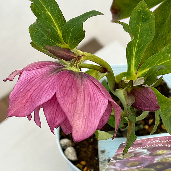 松村ナーセリーさんのクリスマスローズ：26-38ダブル　フルーツドロップス／4号ロングポット【現品販売】