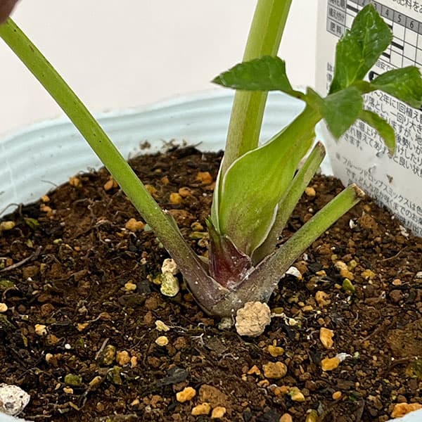 松村ナーセリーさんのクリスマスローズ：26-38ダブル　フルーツドロップス／4号ロングポット【現品販売】