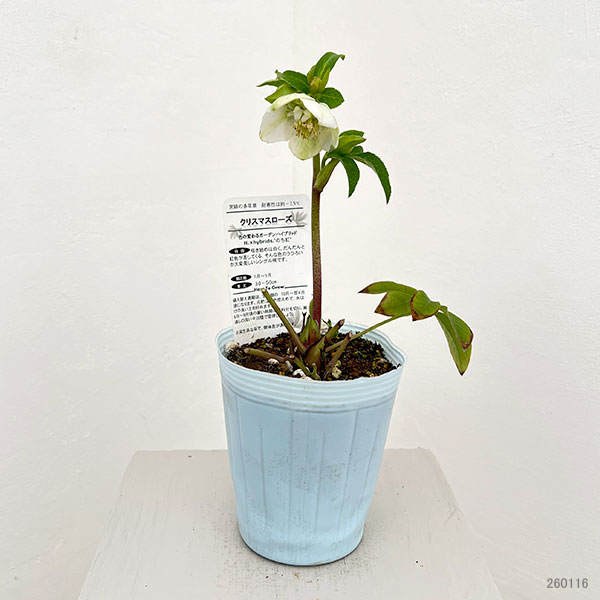 松村ナーセリーさんのクリスマスローズ：26-39のち紅　セミダブル／4号ロングポット【現品販売】